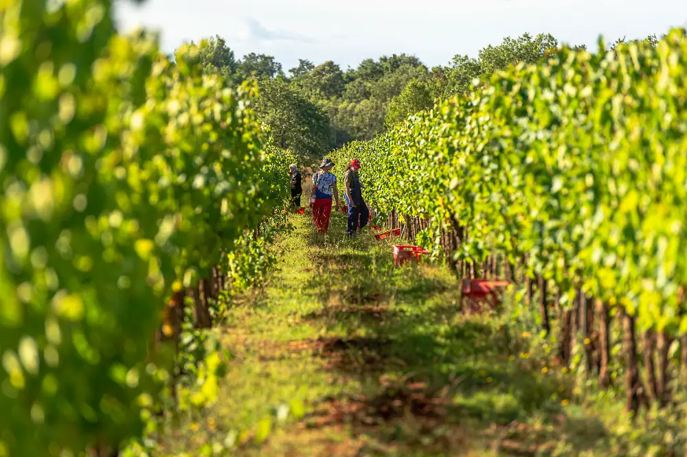 Trapan Winery
