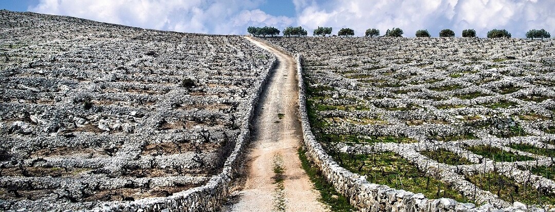 Where the grapes ripen and the wine whispers! Tomislav Veic’s Empire of Babic from Zagreb is the best wine photograph