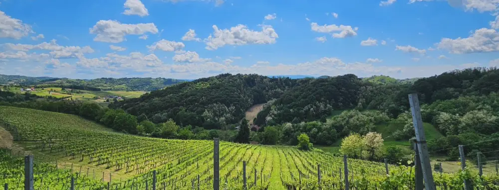 Vineyards with a view at Vuglec Breg: meet 17 Zagorje wineries on 13 June