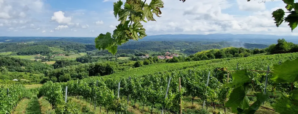 Seven Zagorje wineries at the Rizling Raj(n)ski festival: Stručić, DeMar, Najman, Kopjar, Bolfan, Vuglec and Sokač