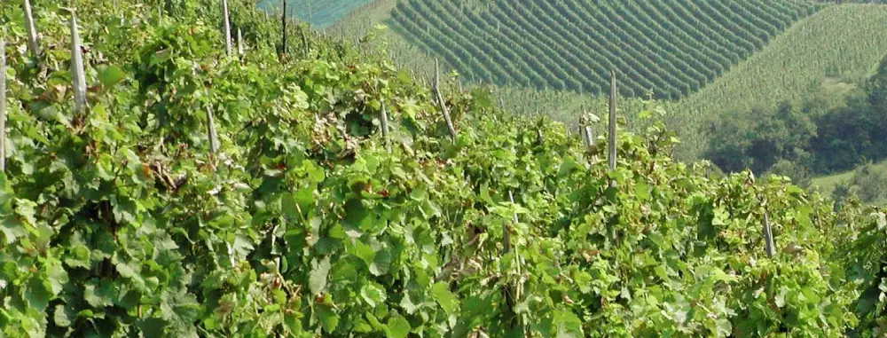 Rizling Raj(n)ski is on 22 November! From Plesivica come Braje, Erdoro, Ivancic Family Winery, Korak, Lagradi, Sirovica and Sember