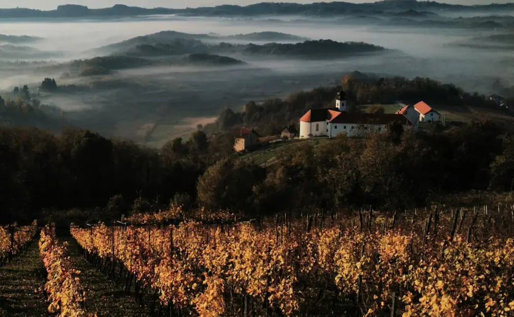 A detail of a vineyard landscape entered in the 5th National Competition for Croatian Wine Photography