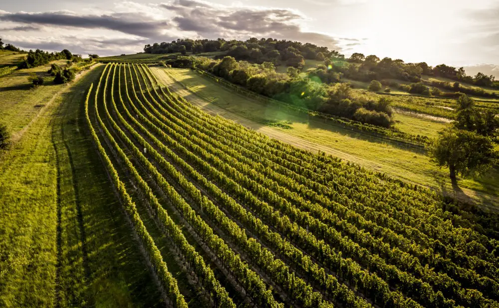 Austrian Wines Meets Croatia! U Zagreb stižu Igler iz Srednjeg Gradišća, Groszer iz Južnog te Esterházy iz Litavske gore