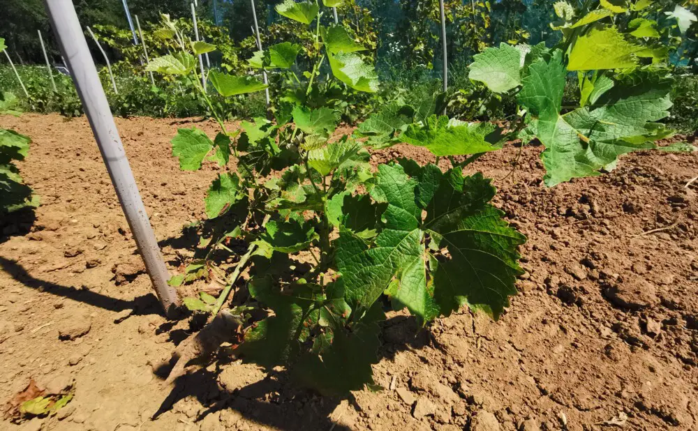 Solaris 2023 from Lika presented as a fresh wine from a PIWI variety with pronounced floral aromas.