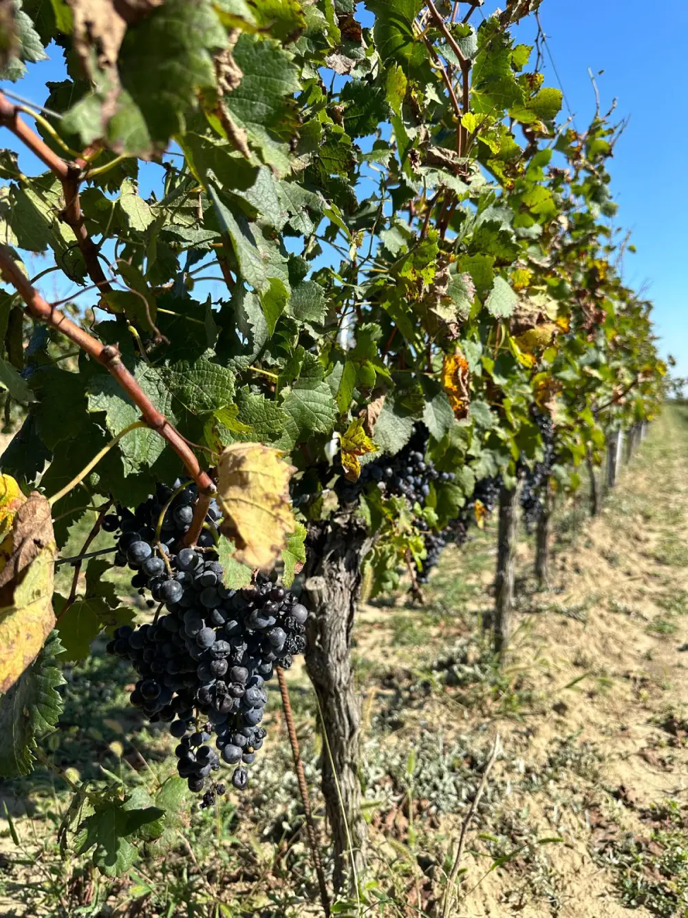 Škaulj vineyard rows
