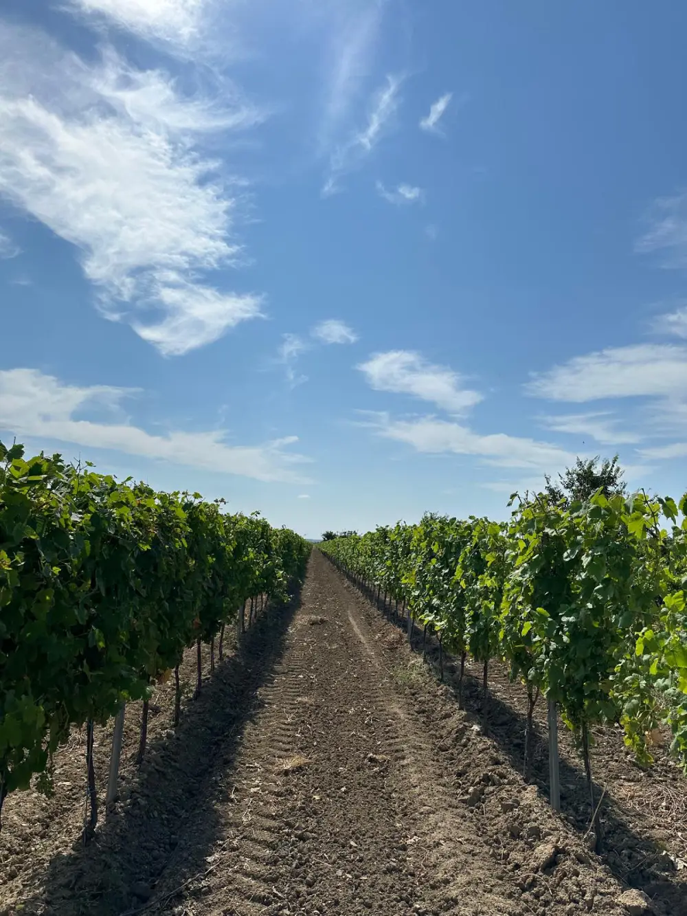 Škaulj vineyard in Dalmatia