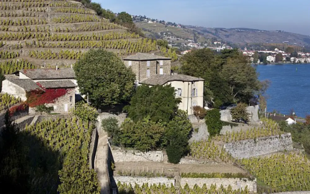 Krešimir Kožić: Viognier – the great white variety for those who want more
