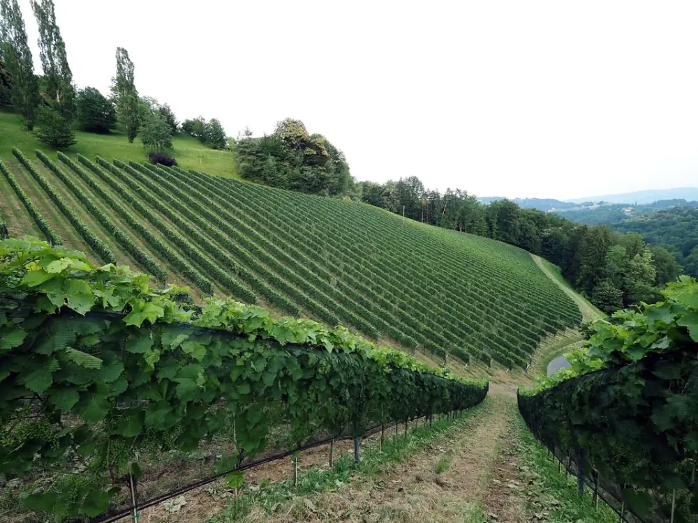 Weingut Adam-Lieleg, Southern Styria