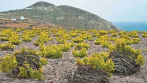Krešimir Kožić: Santorini – vinski vulkanski otok