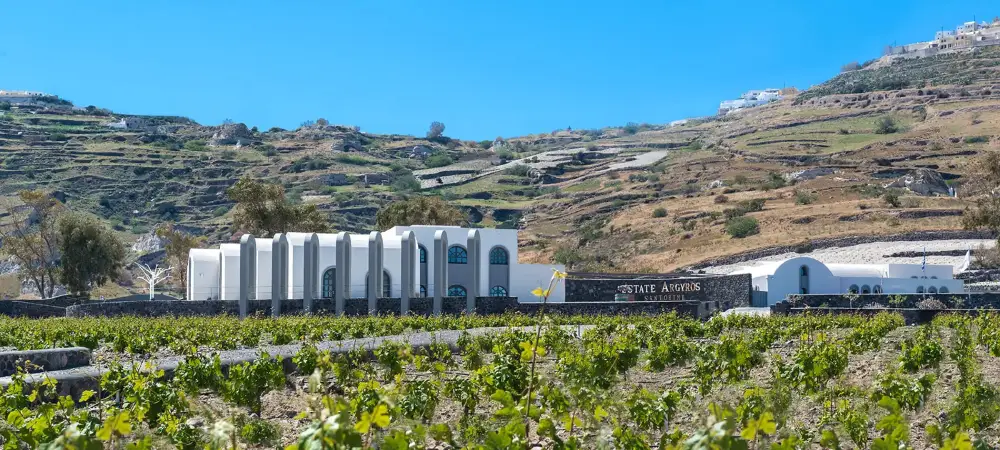 Santorini vineyards panorama