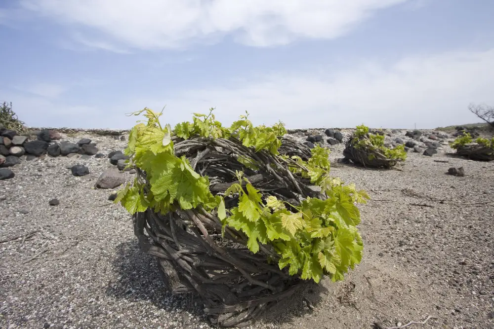 Santorini Assyrtiko in the glass
