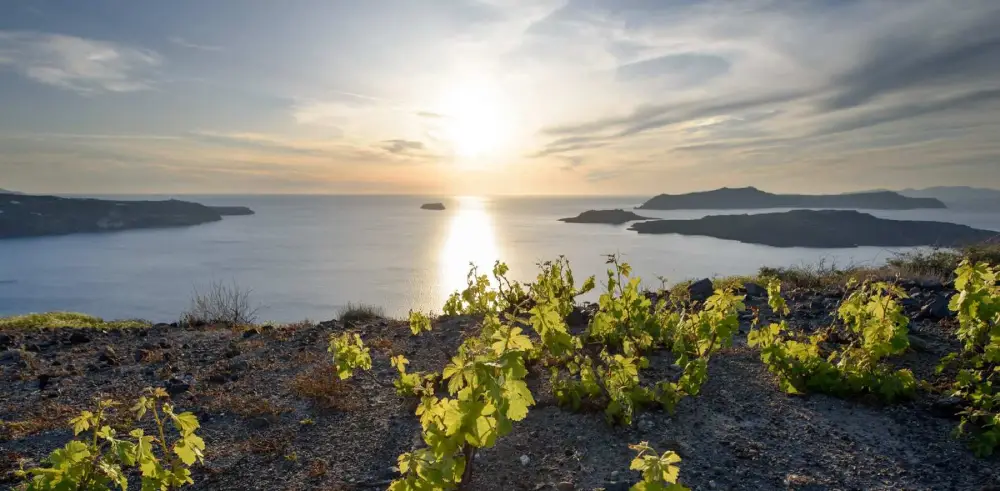 Assyrtiko and Santorini sunset